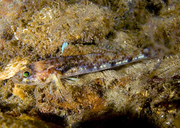 Buenia jeffreysii - Fishes – bony and cartilagous (Pisces)