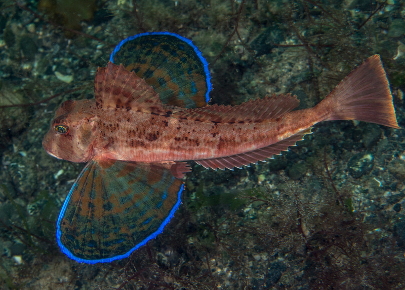 Chelidonichthys lastoviza - Fishes – bony and cartilagous (Pisces)
