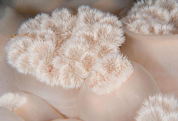 Metridium dianthus - Anemones (Anthozoa)