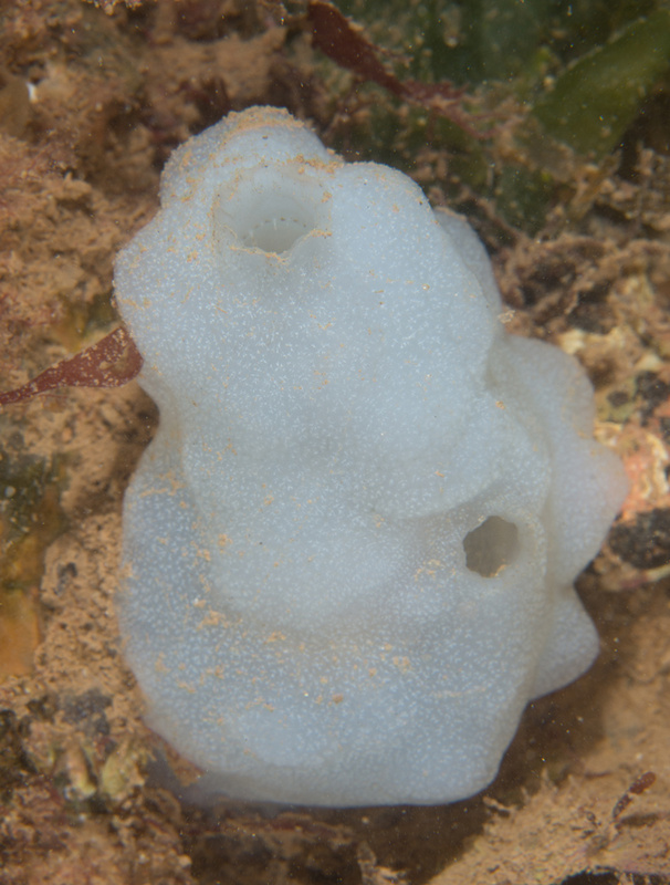 Phallusia mammillata - Sea Squirts (Tunicata)