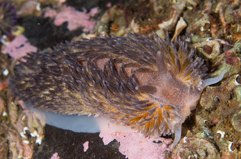 Aeolidia papillosa - Sea Slugs & Sea Hares (Nudibranchs etc)