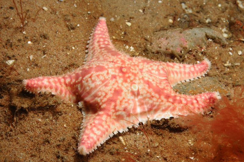 Porania pulvillus - Starfish (Echinodermata)