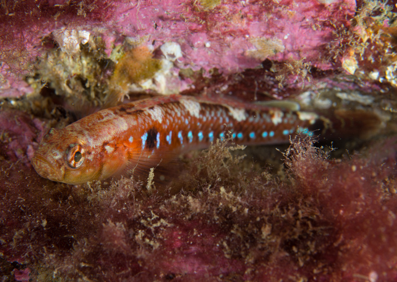 Gobiusculus flavescens - Fishes – bony and cartilagous (Pisces)