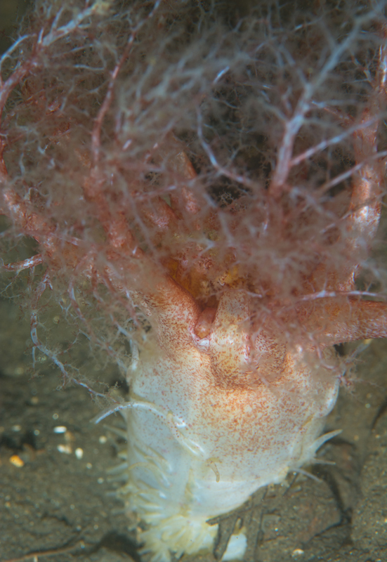 Thyonidium drummondii - Sea Cucumbers (Echinodermata)