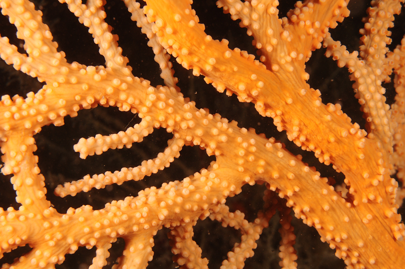 Eunicella verrucosa - Corals (Anthozoa)