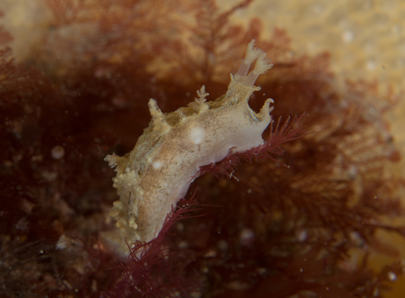 Duvaucelia plebeia - Sea Slugs & Sea Hares (Nudibranchs etc)