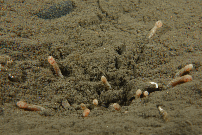 Anemonactis mazeli - Anemones (Anthozoa)