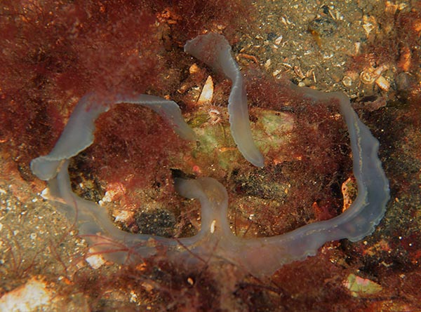 Amalosoma eddystonense - Worms (from various groups)