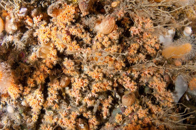 Colonial anemones on wall reef 1 - Habitat Scenes