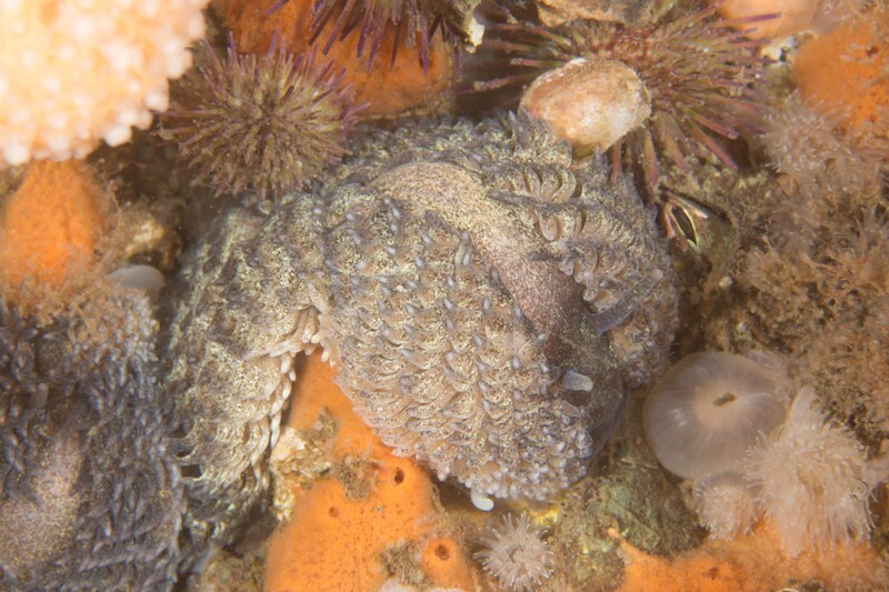 Aeolidia papillosa - Sea Slugs & Sea Hares (Nudibranchs etc)