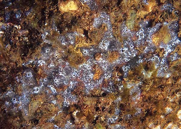 Diplosoma spongiforme - Sea Squirts (Tunicata)