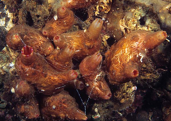 Pyura microcosmus - Sea Squirts (Tunicata)