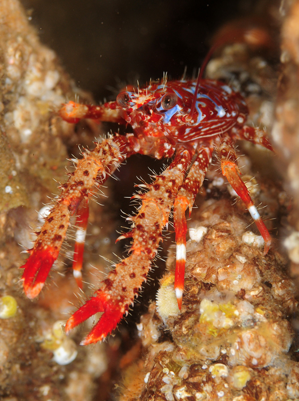Galathea strigosa) juvenile - Crabs, Lobsters, Shrimps & Prawns etc (Crustacea)