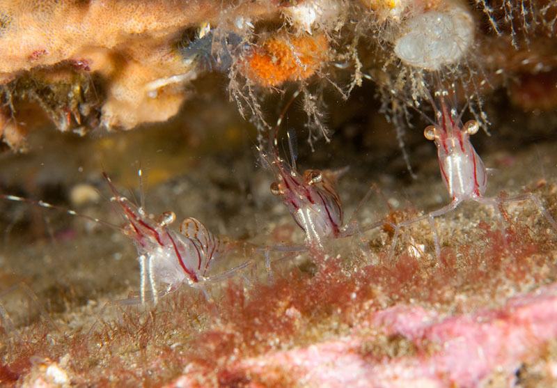 Shrimps inhabit a rocky ledge - Habitat Scenes
