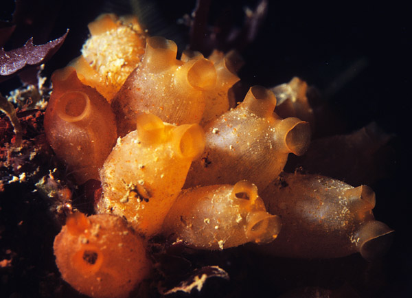 Stolonica socialis - Sea Squirts (Tunicata)