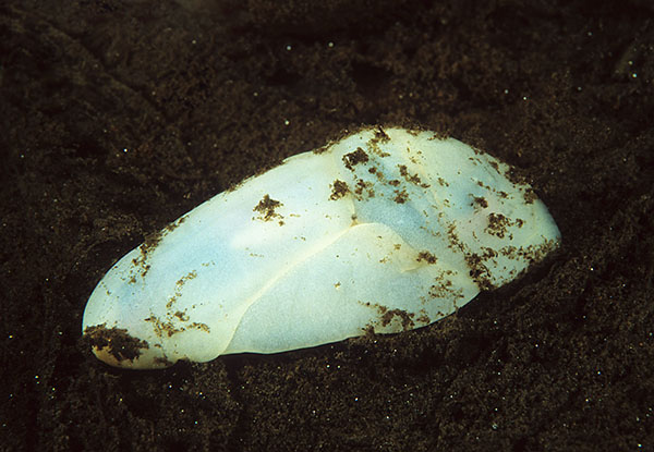 Philine quadripartita - Sea Slugs & Sea Hares (Nudibranchs etc)