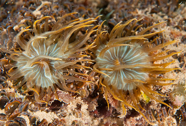 Aiptasia couchii - Anemones (Anthozoa)