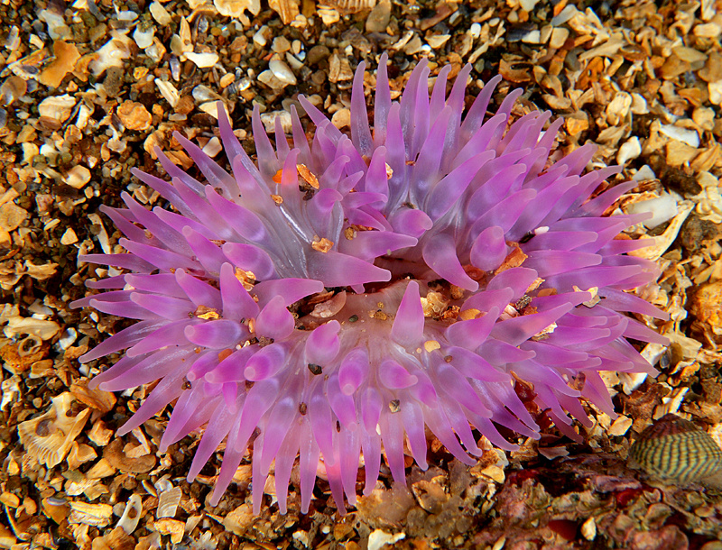 Urticina felina - Anemones (Anthozoa)