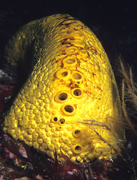 Cliona celata - Sponges (Porifera)