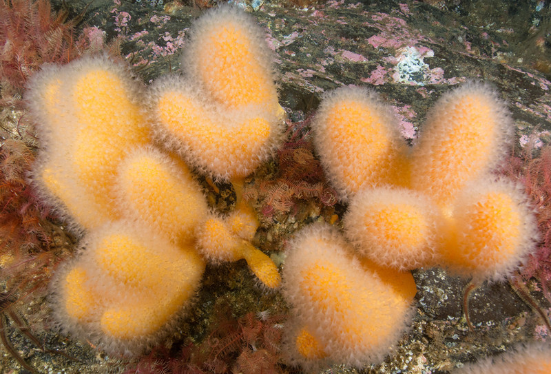 Alcyonium digitatum - Corals (Anthozoa)