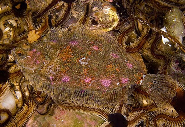 Phrynorhombus norvegicus - Fishes – bony and cartilagous (Pisces)