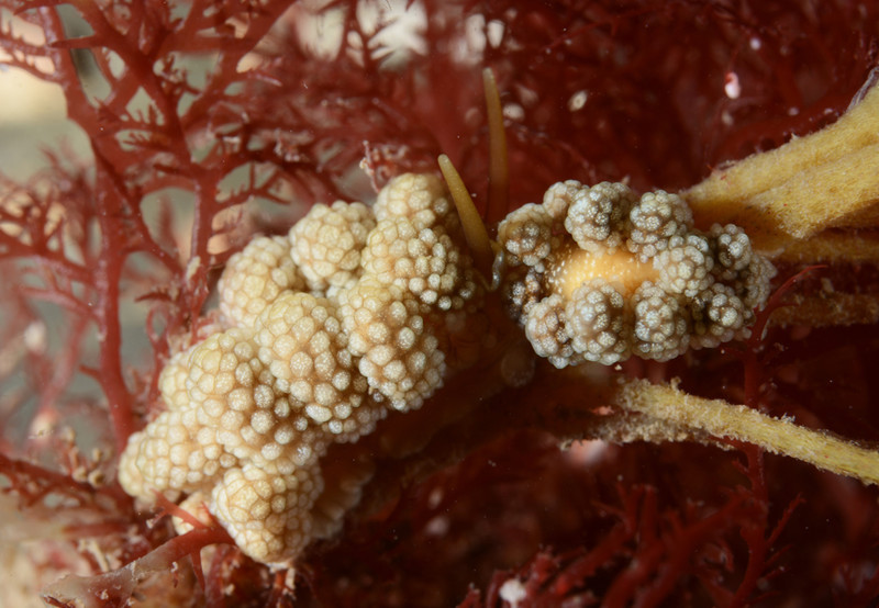 Doto fragilis - Sea Slugs & Sea Hares (Nudibranchs etc)