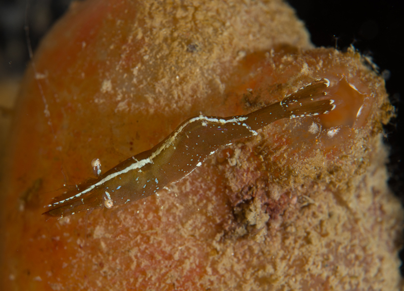 Hippolyte varians - Crabs, Lobsters, Shrimps & Prawns etc (Crustacea)