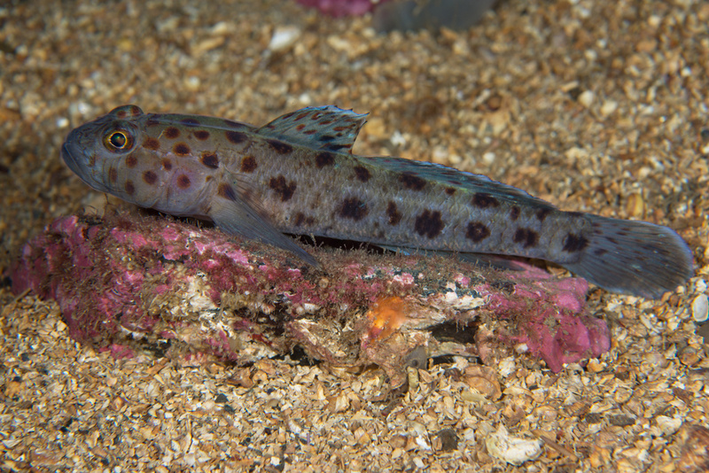 Thorogobius ephippiatus - Fishes – bony and cartilagous (Pisces)