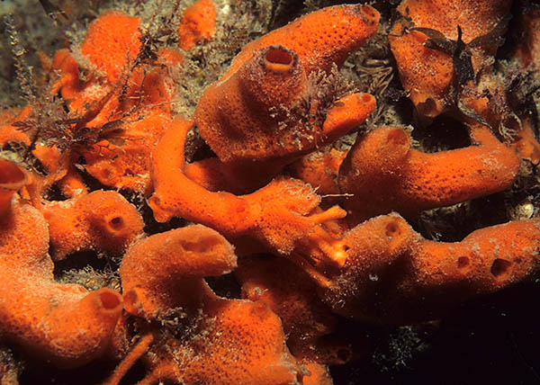 Amphilectus fucorum - Sponges (Porifera)