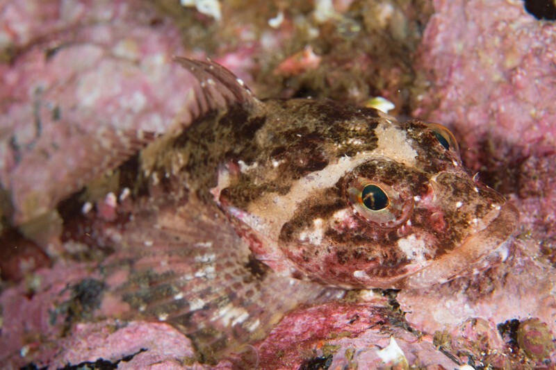 Taurulus bubalis - Fishes – bony and cartilagous (Pisces)