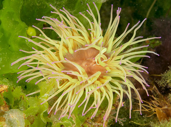 Anemonia viridis - Anemones (Anthozoa)