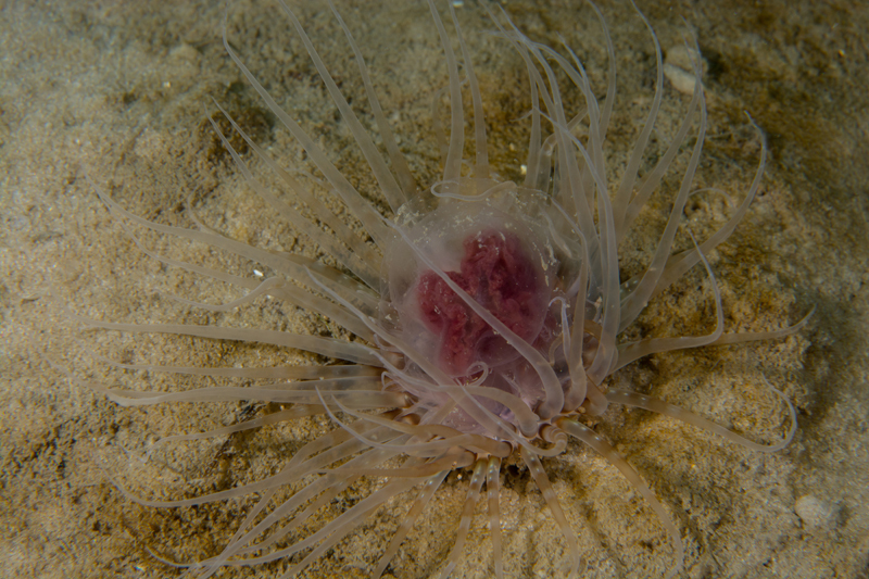 Synarachnactis lloydii (captured jellyfish) - Anemones (Anthozoa)