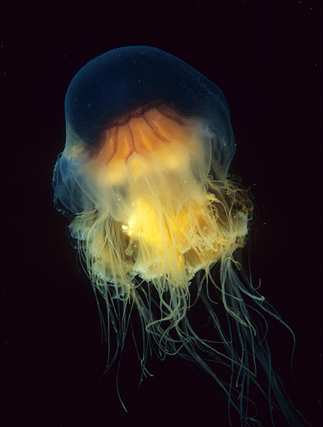Cyanea capillata - Jellyfish and 'jelly-like' animals