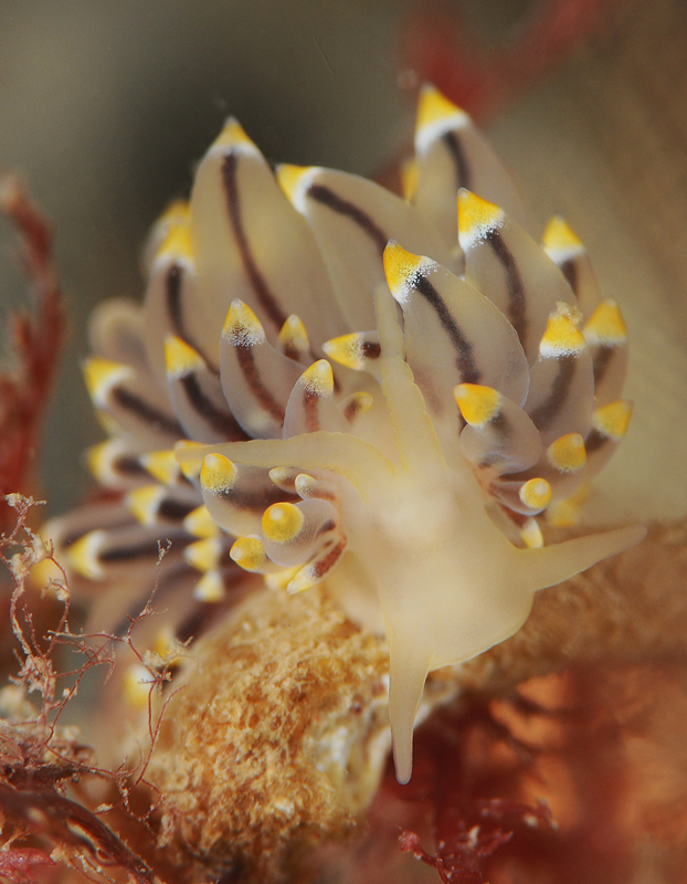 Eubranchus tricolor - Sea Slugs & Sea Hares (Nudibranchs etc)