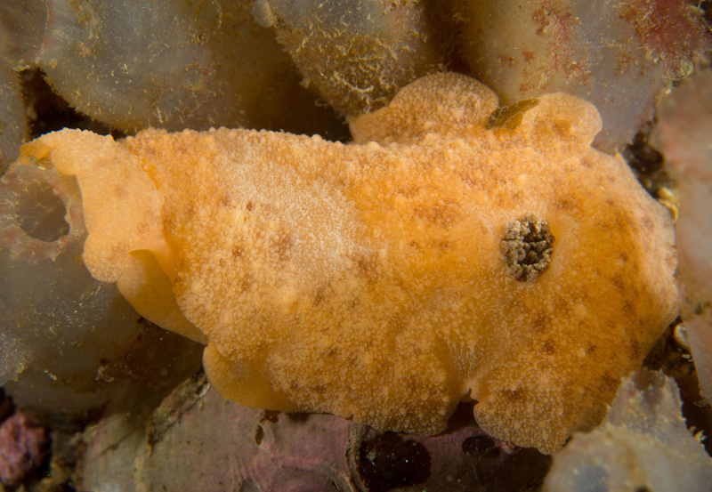 Archidoris pseudoargus - Sea Slugs & Sea Hares (Nudibranchs etc)