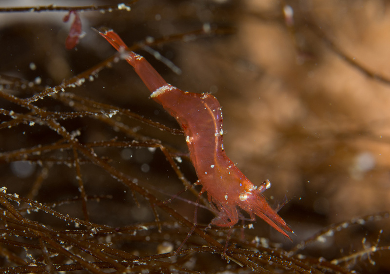 Hippolyte varians - Crabs, Lobsters, Shrimps & Prawns etc (Crustacea)