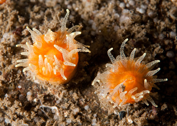 Balanophyllia regia - Corals (Anthozoa)
