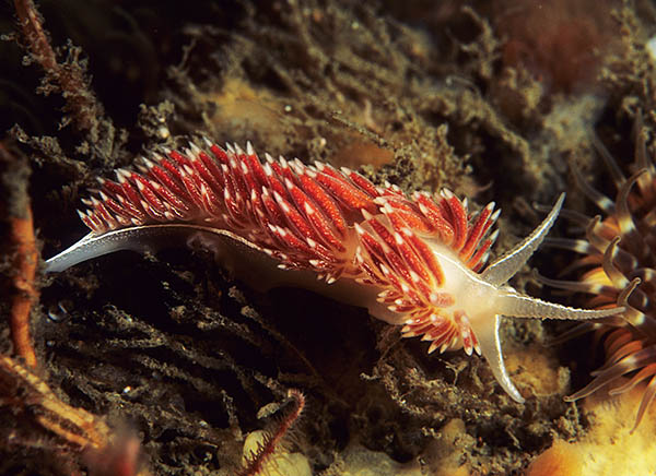 Fjordia sp. - Sea Slugs & Sea Hares (Nudibranchs etc)