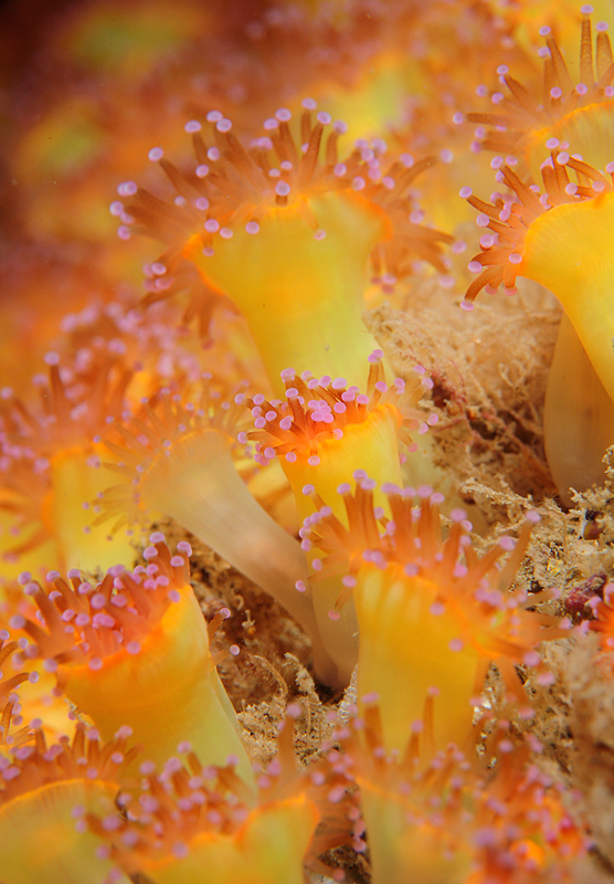 Corynactis viridis - Anemones (Anthozoa)
