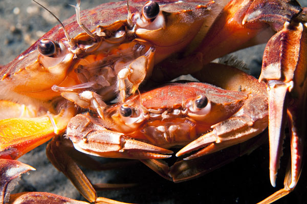 Liocarcinus depurator pair - Crabs, Lobsters, Shrimps & Prawns etc (Crustacea)