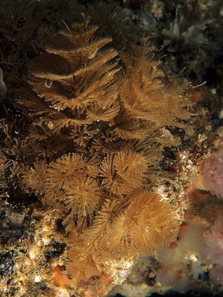 Bugula turbinata - Sea Mats (Bryozoa)