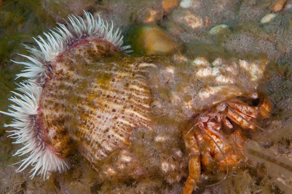 Calliactis parasitica - Anemones (Anthozoa)