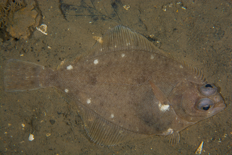 Limanda limanda - Fishes – bony and cartilagous (Pisces)