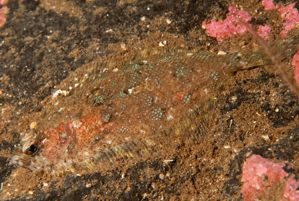 Phrynorhombus norvegicus - Fishes – bony and cartilagous (Pisces)