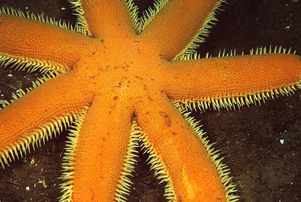 Luidia ciliaris - Starfish (Echinodermata)