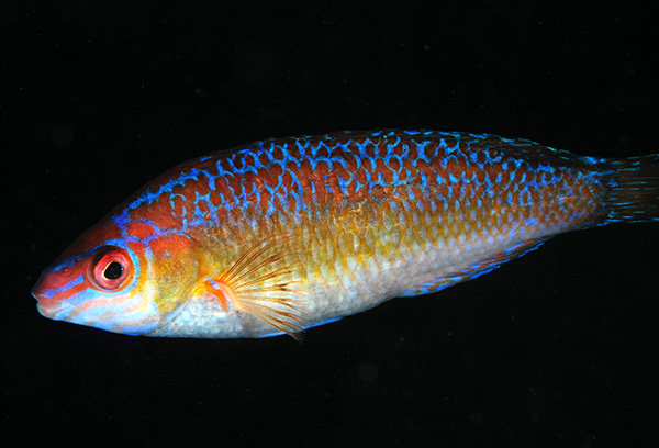 Centrolabrus exoletus - Fishes – bony and cartilagous (Pisces)