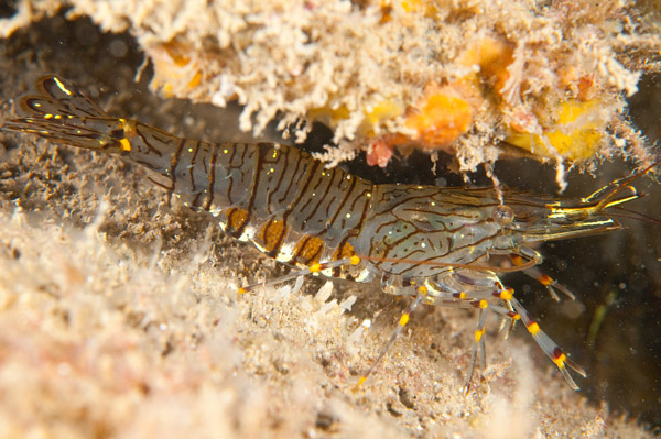 Palaemon serratus carrying eggs - Crabs, Lobsters, Shrimps & Prawns etc (Crustacea)
