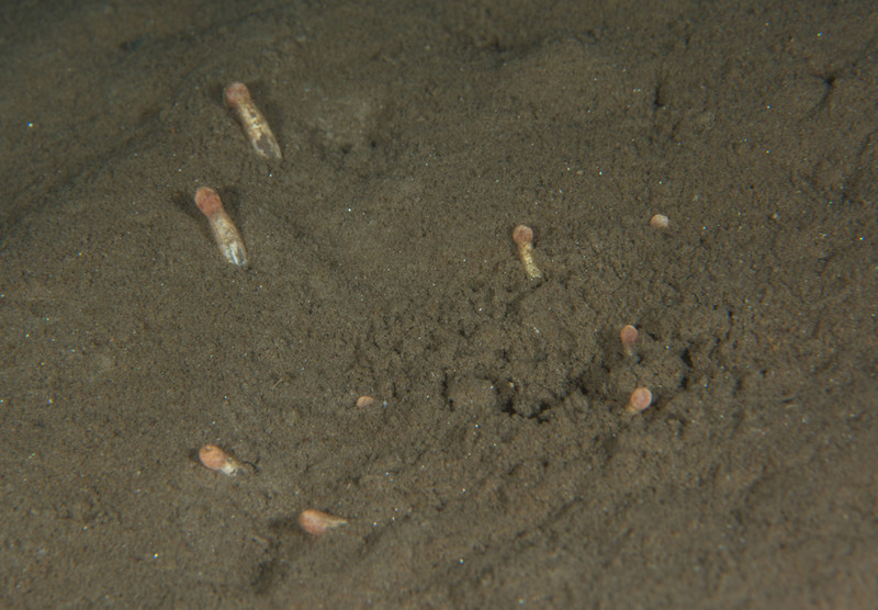 Anemonactis mazeli - Anemones (Anthozoa)