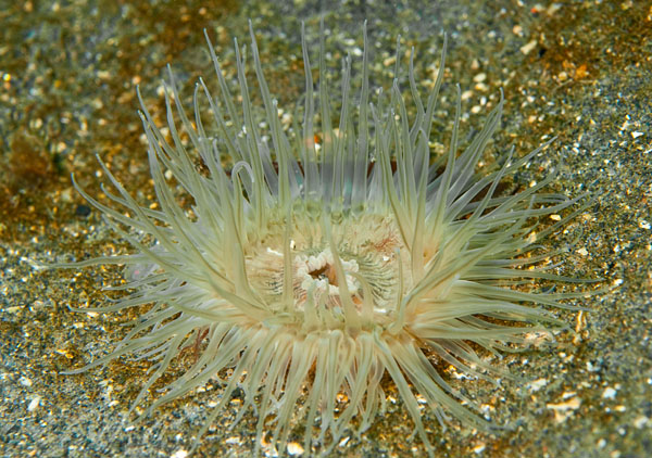 Sagartiogeton undatus - Anemones (Anthozoa)