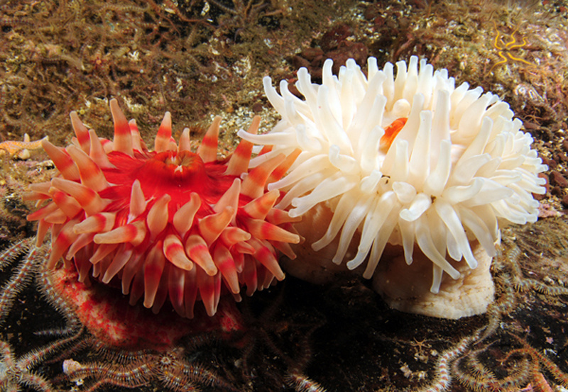 Urticina felina - Anemones (Anthozoa)